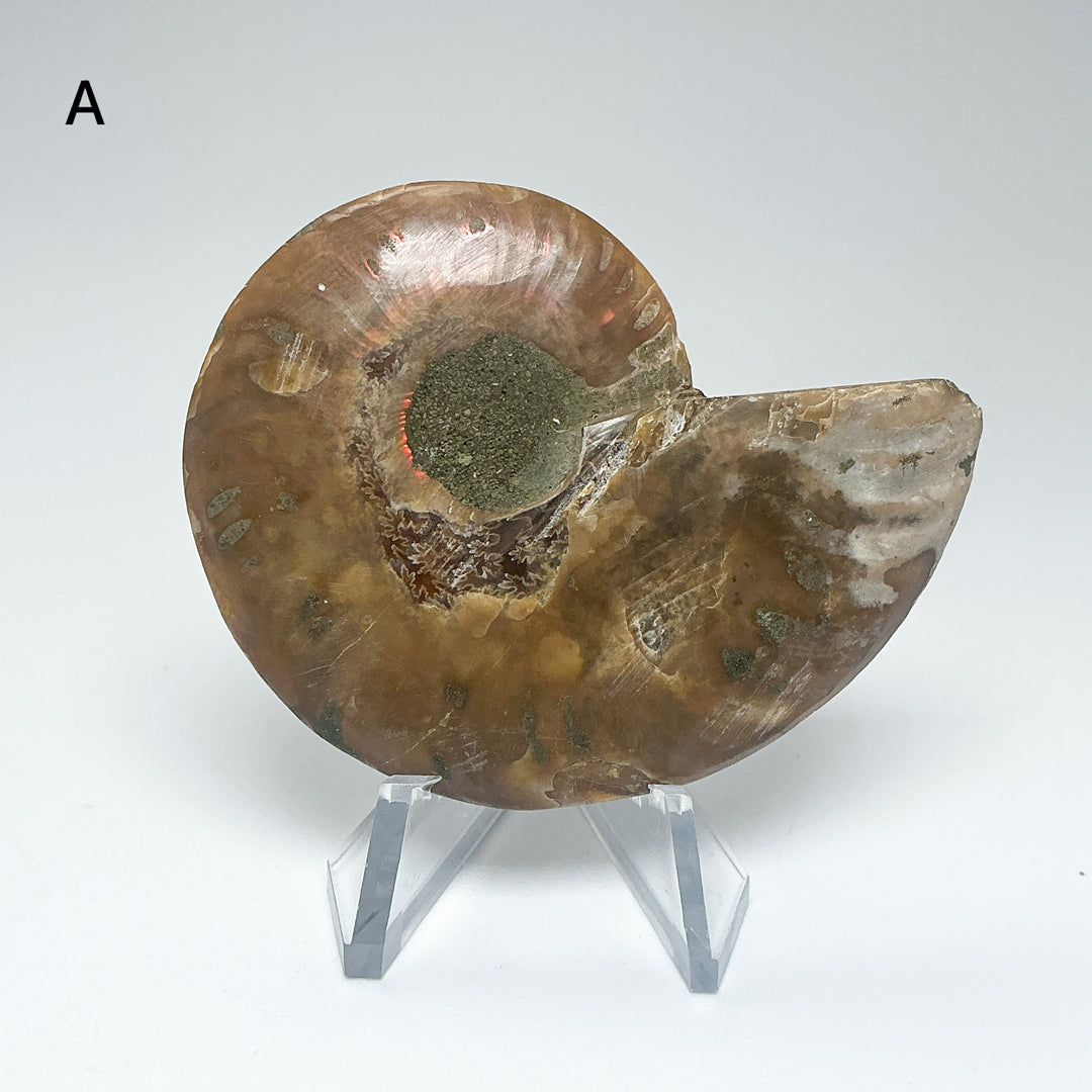 Chambered Ammonite