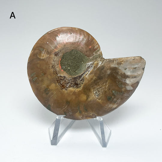 Chambered Ammonite