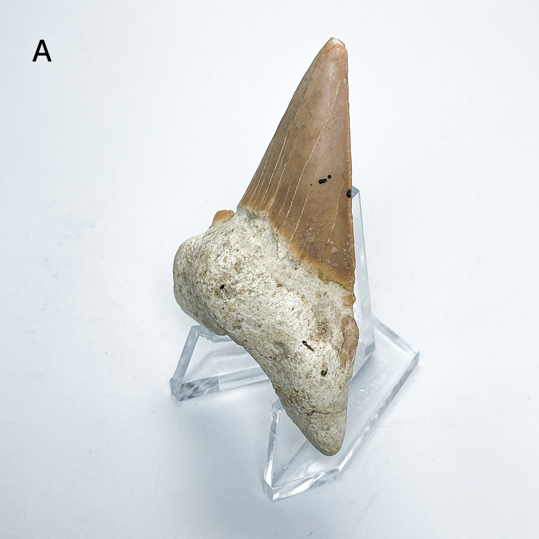 Fossilized Otodus/Lamna Shark Tooth Specimen