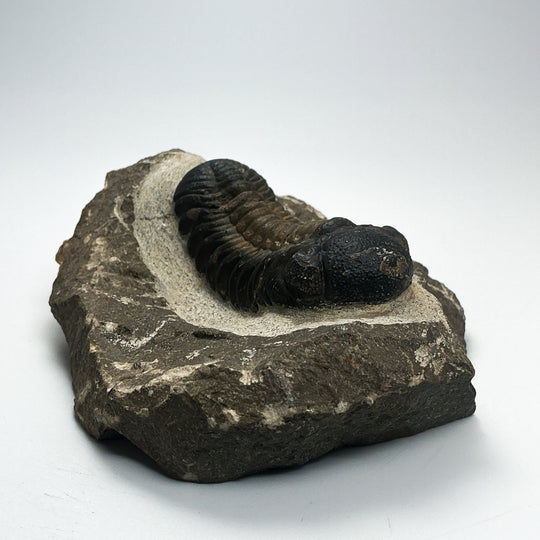 Trilobite Drotops Fossil