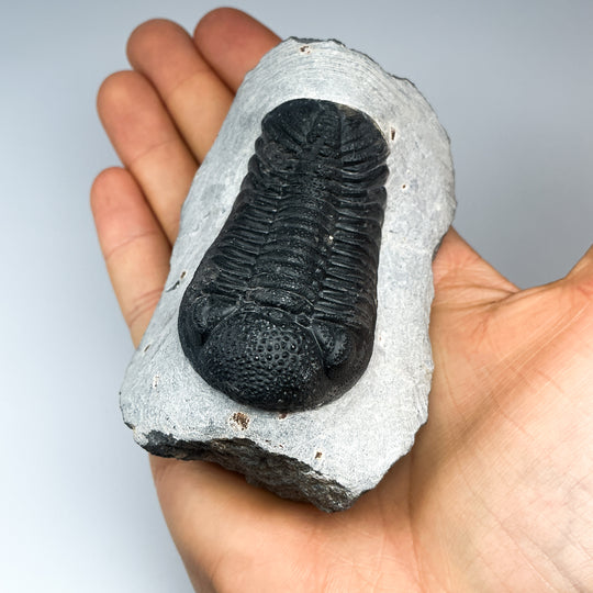 Trilobite Phacops Fossil