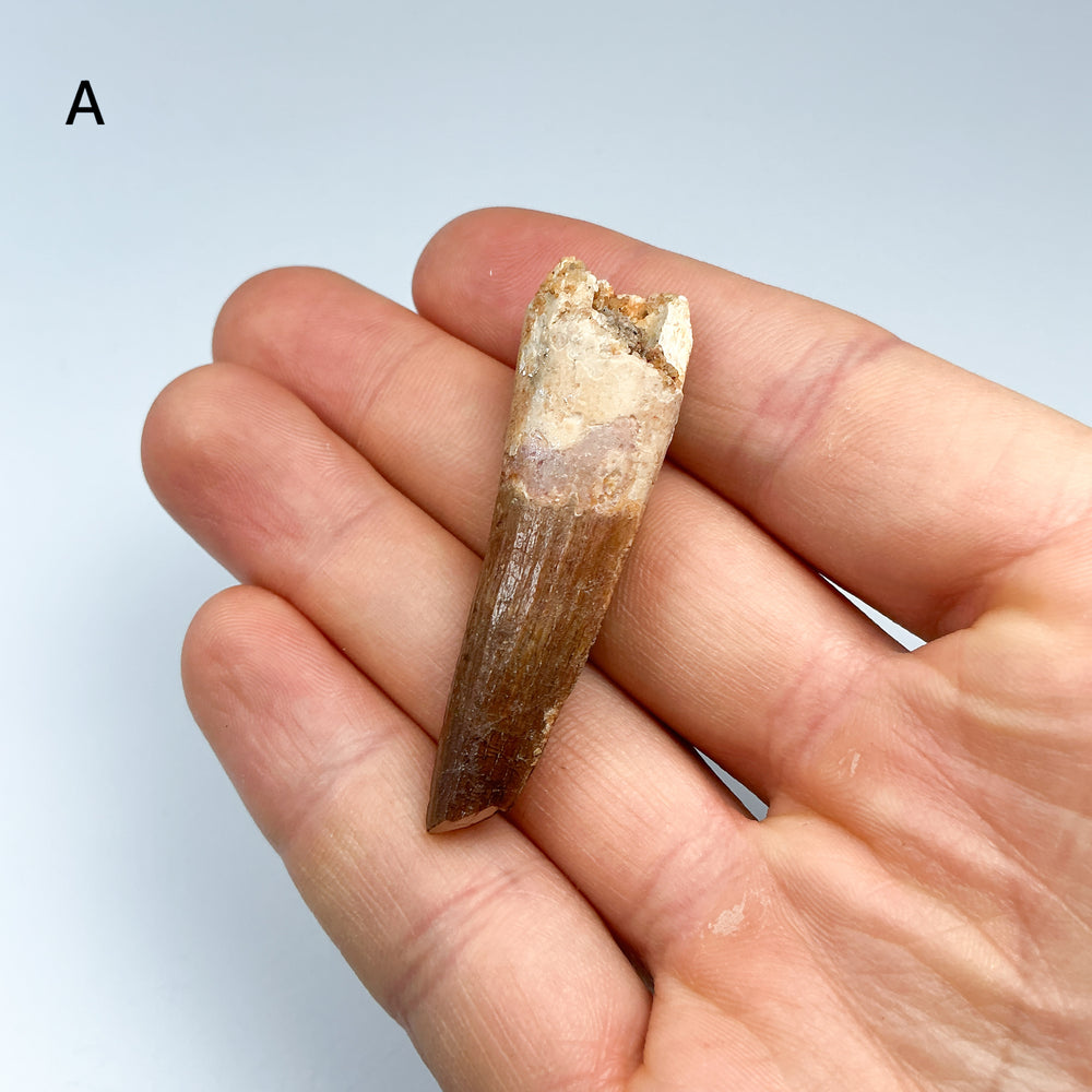 Fossilized Spinosaurus Tooth Specimen