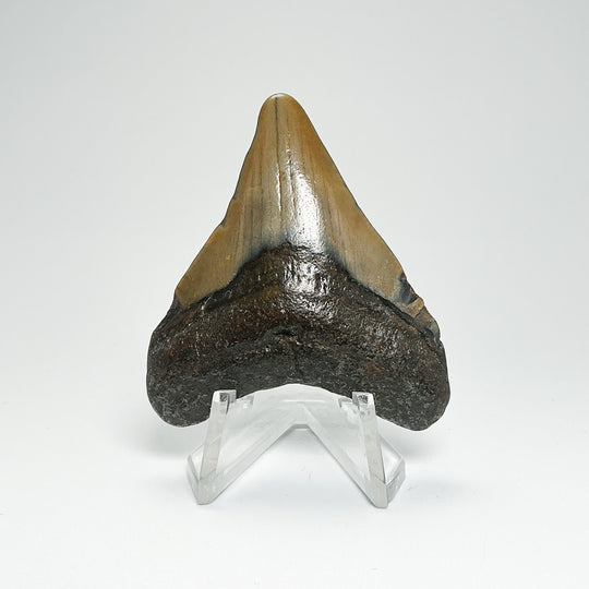 Fossilized Shark Tooth Specimen: Carcharodon Megalodon