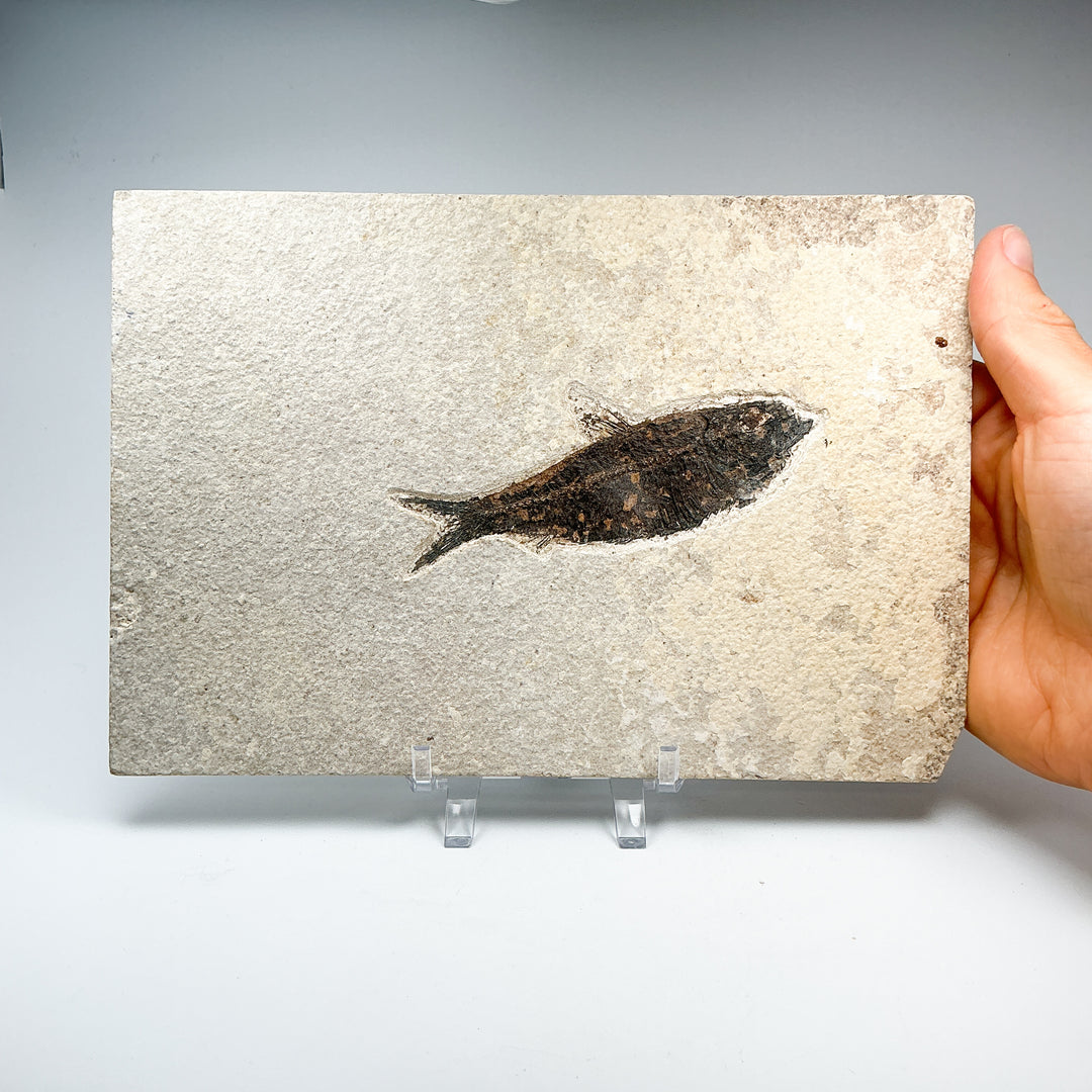 Fish Fossil