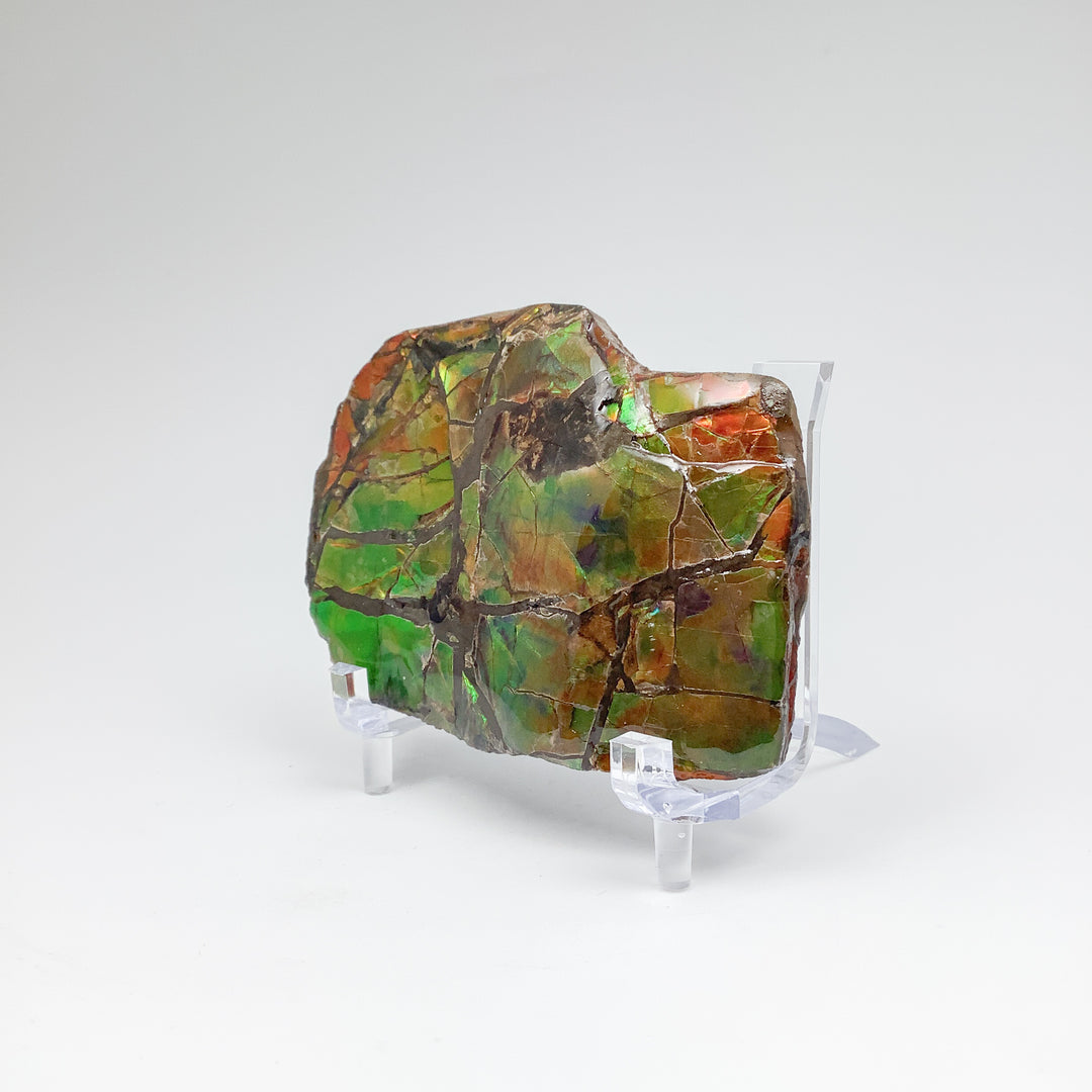 Ammolite Specimen - Rocks and Gems Canada