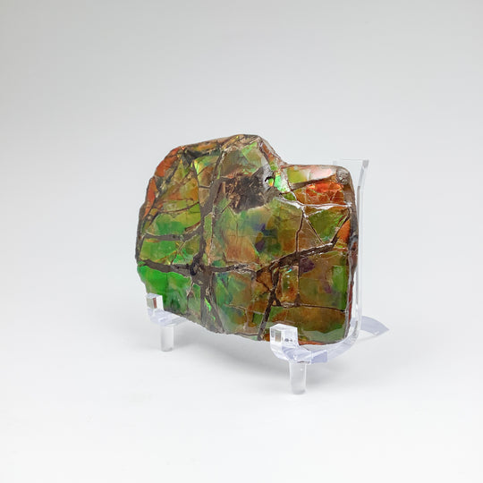 Ammolite Specimen - Rocks and Gems Canada