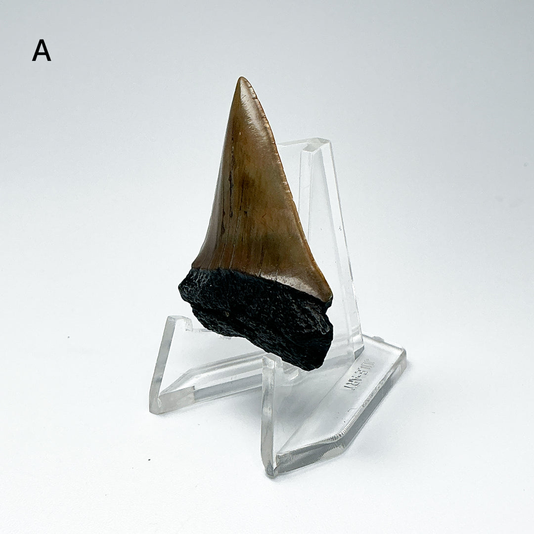 Fossilized Shark Tooth Specimen: Extinct Great White Shark