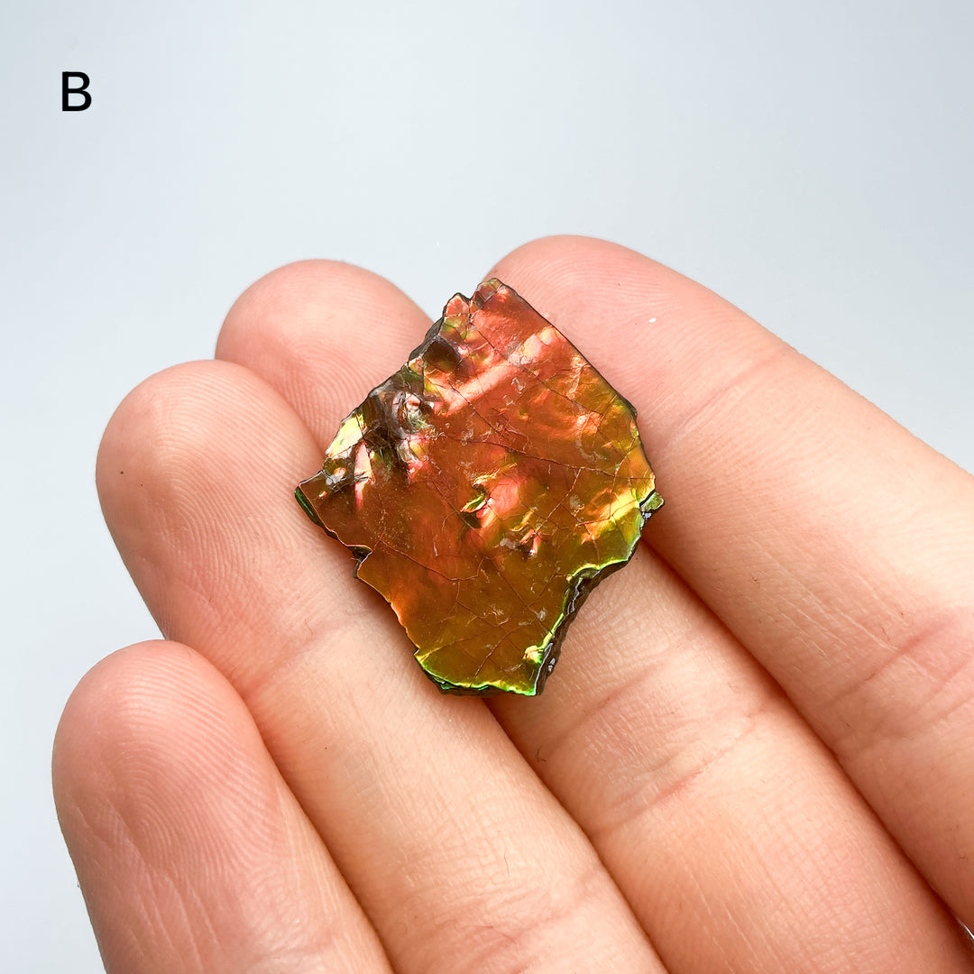 Ammolite Specimen