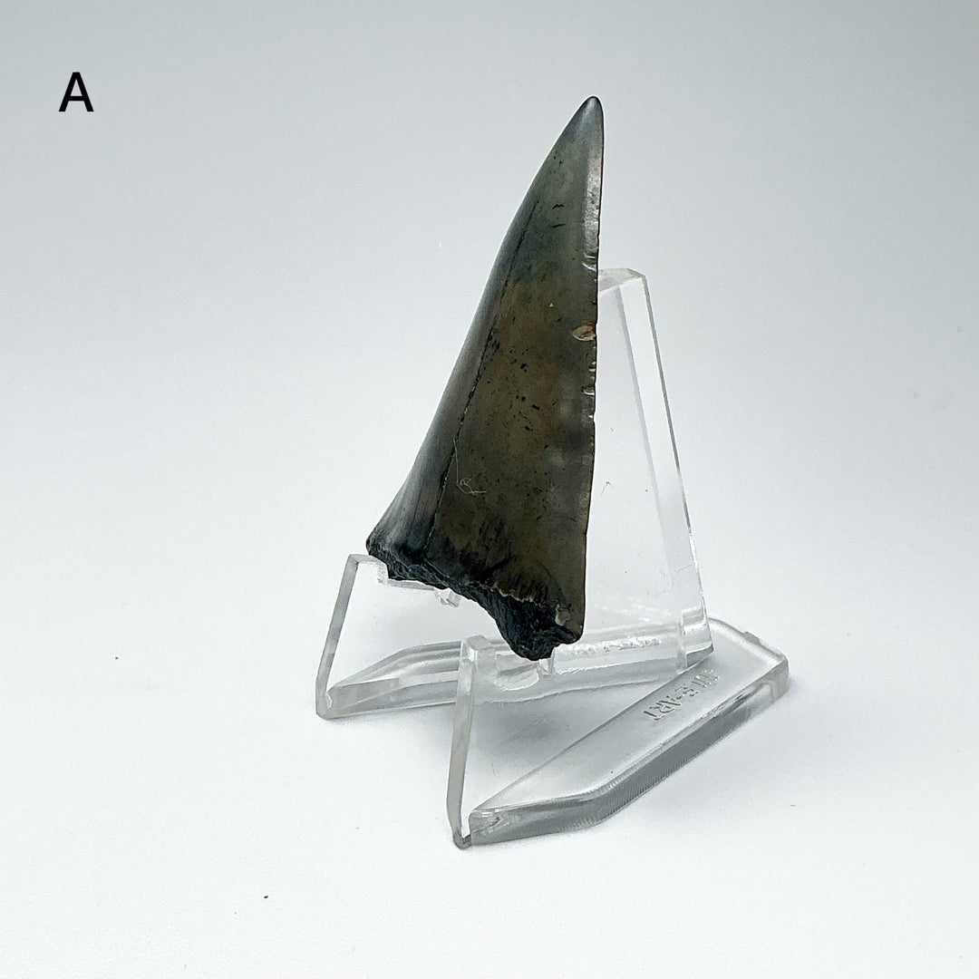 Fossilized Shark Tooth Specimen: Extinct Great White Shark
