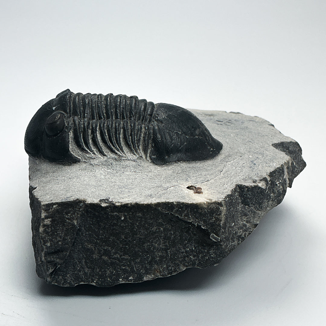 Trilobite Paralajurus Fossil