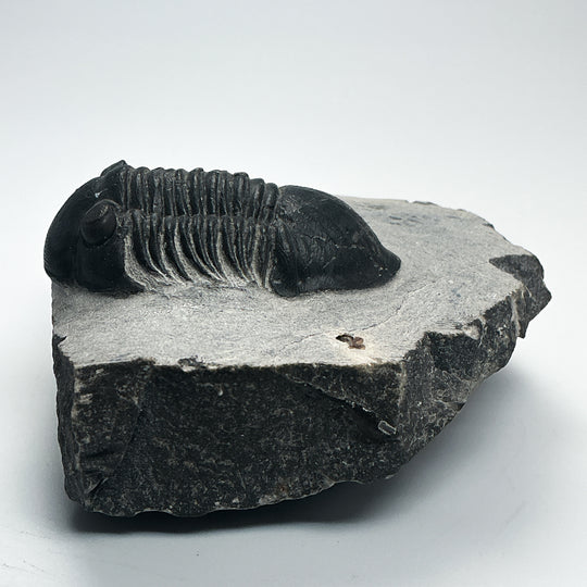 Trilobite Paralajurus Fossil