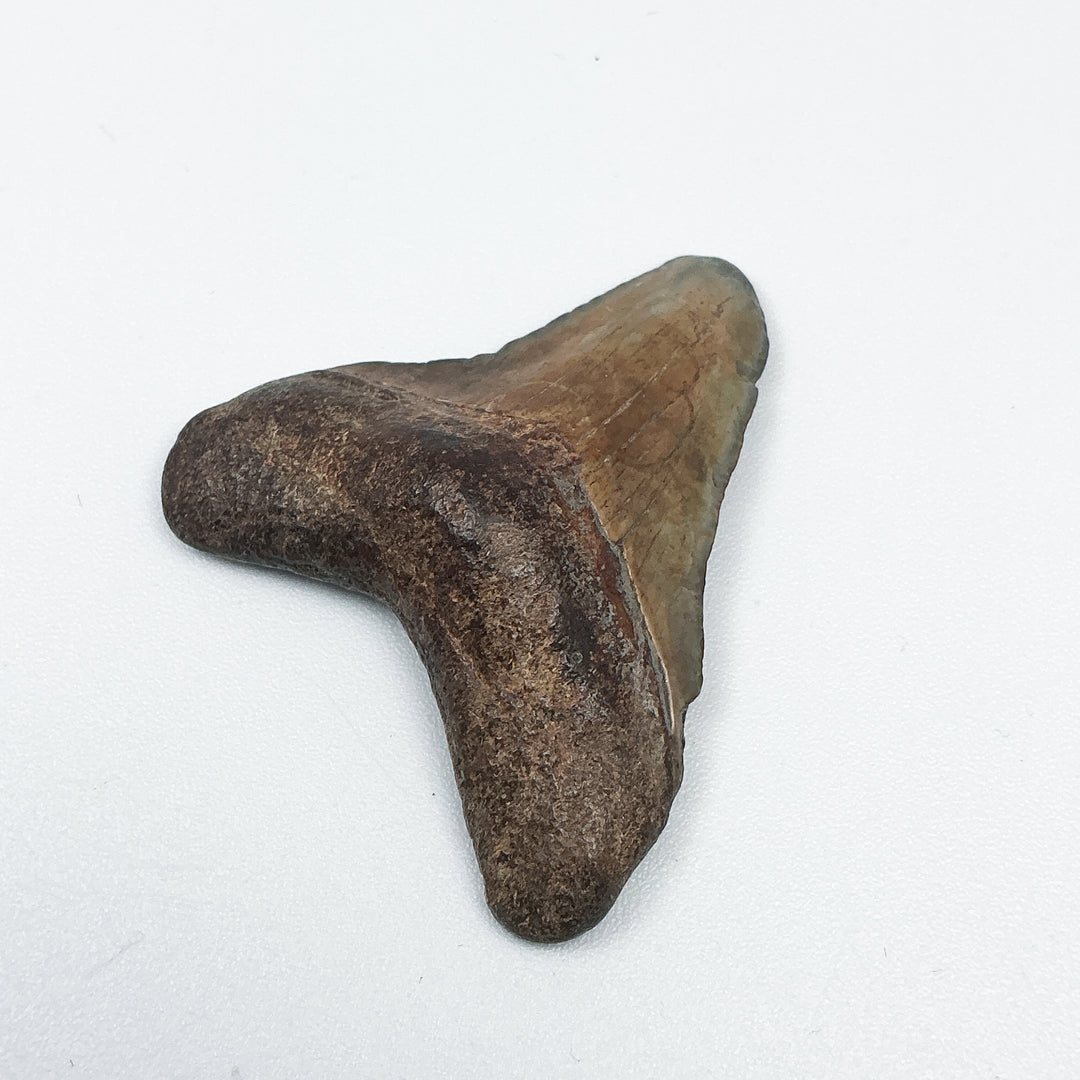 Fossilized Shark Tooth Specimen: Carcharodon Megalodon