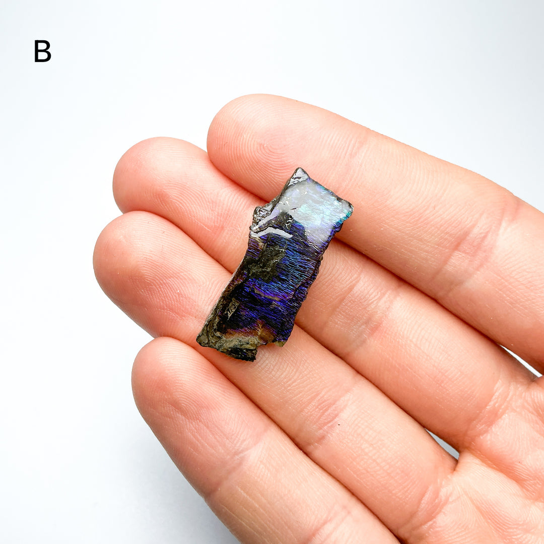 Ammolite Specimen