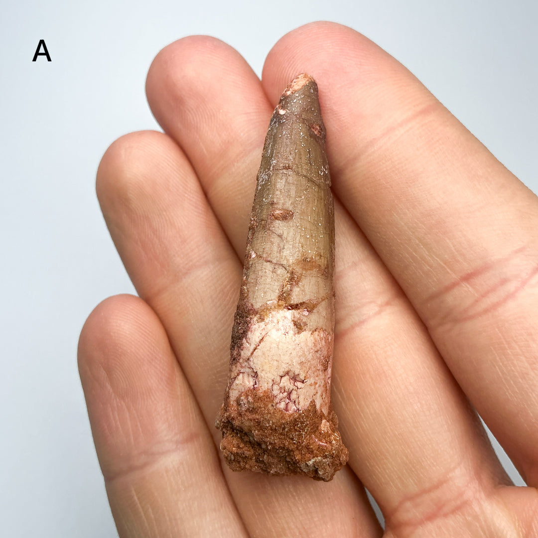 Fossilized Spinosaurus Tooth Specimen