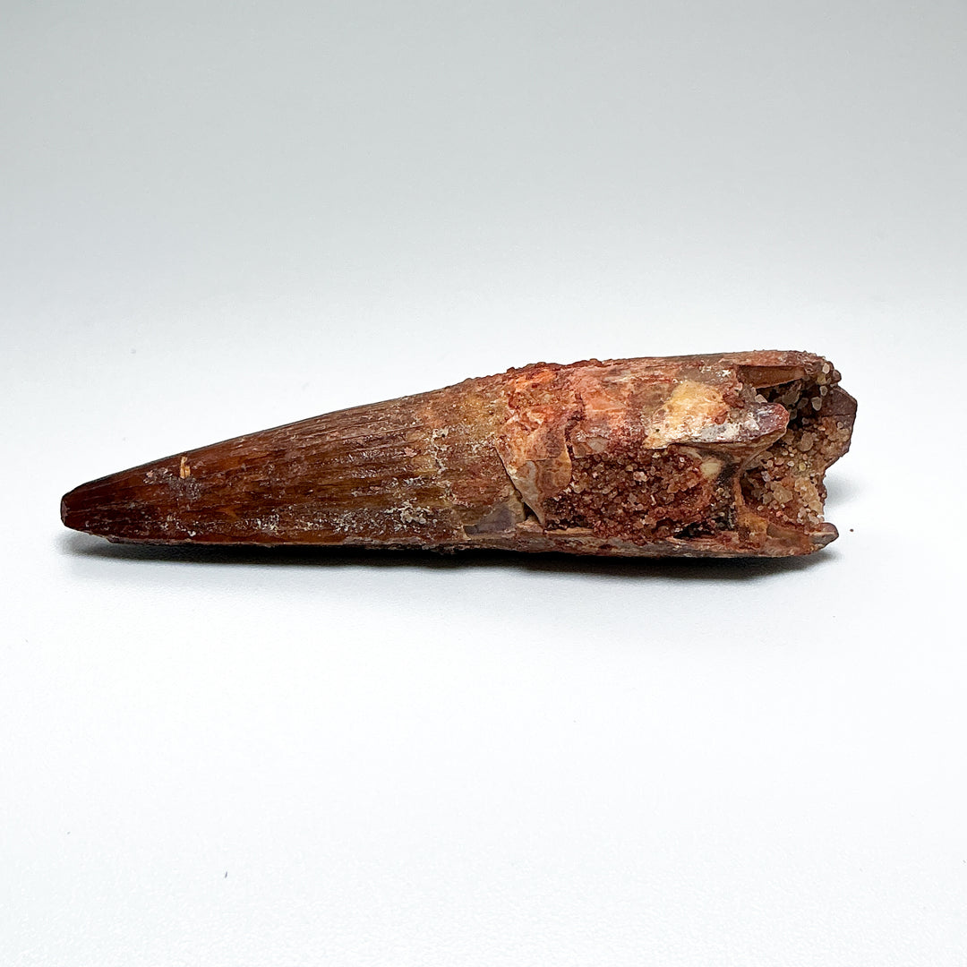 Fossilized Spinosaurus Tooth Specimen