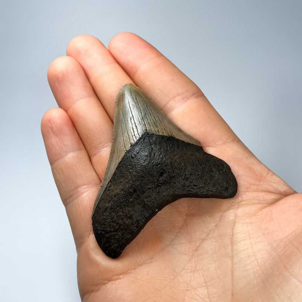 Fossilized Shark Tooth Specimen: Carcharodon Megalodon