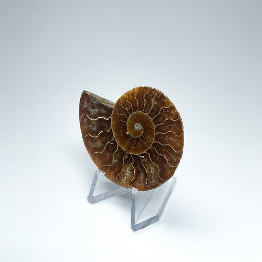 Chambered Ammonite