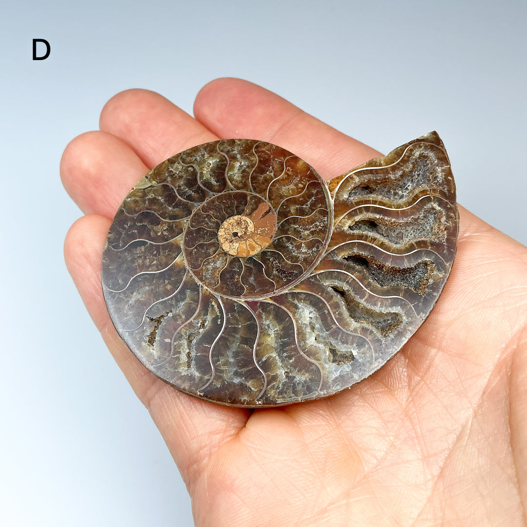 Chambered Ammonite - Rocks and Gems Canada