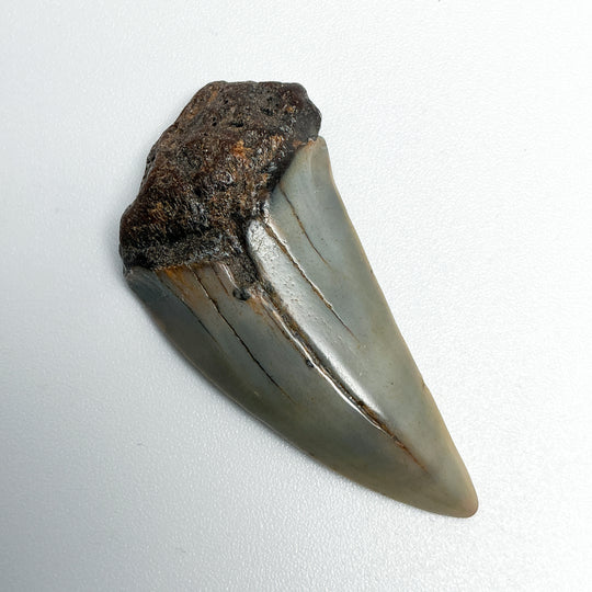Fossilized Shark Tooth Specimen: Extinct Great White Shark