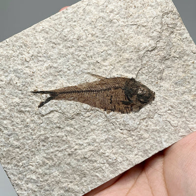 Fish Fossil