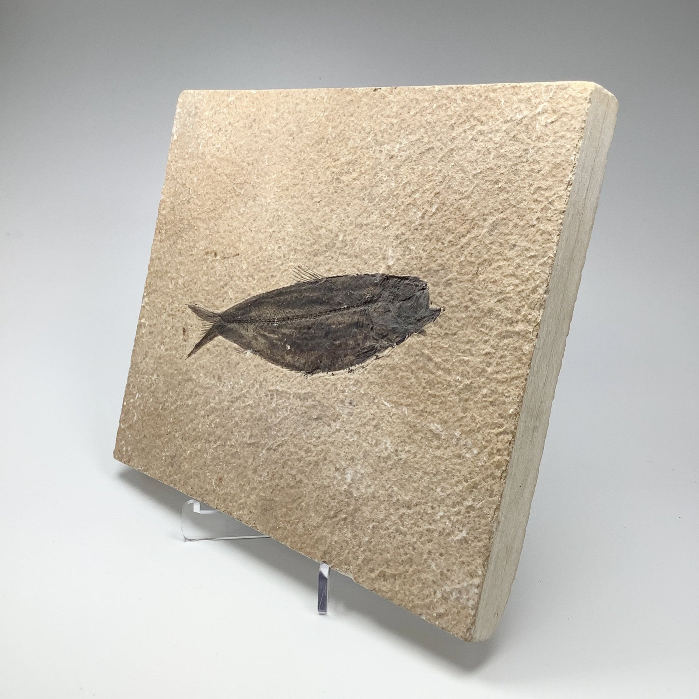 Fish Fossil