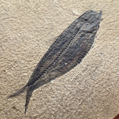 Fish Fossil