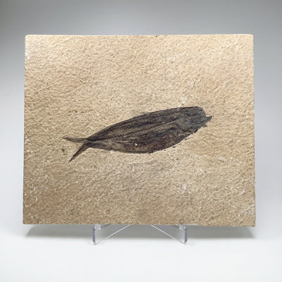 Fish Fossil