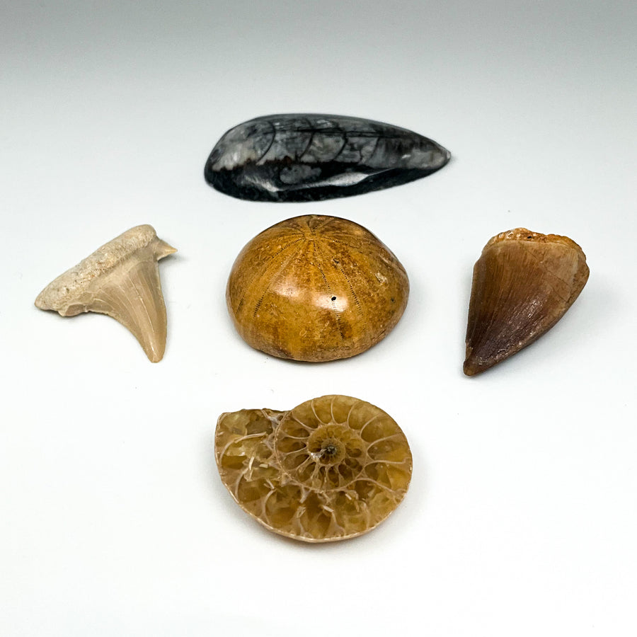Fossil Gift Bundle-Rocks and Gems Canada