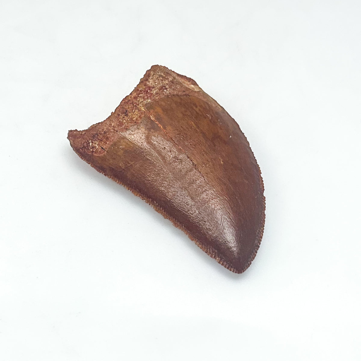 Fossilized Carcharodontosaurus Dinosaur Tooth Specimen-Rocks and Gems Canada