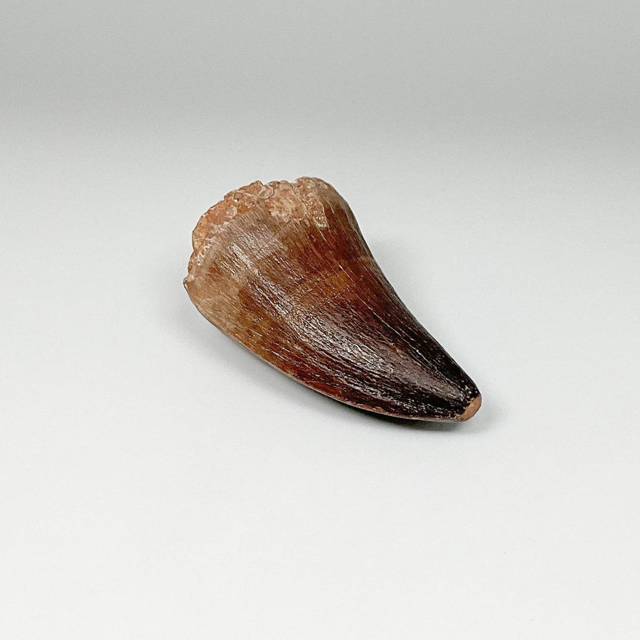 Fossilized Mosasaur Tooth Specimen-Rocks and Gems Canada