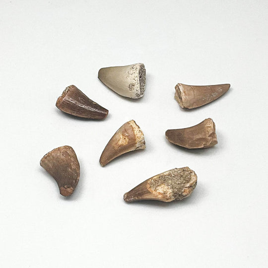 Fossilized Mosasaur Tooth Specimen-Rocks and Gems Canada