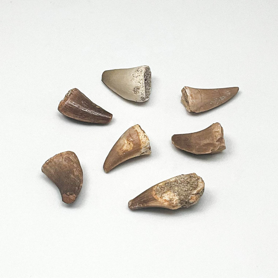 Fossilized Mosasaur Tooth Specimen-Rocks and Gems Canada