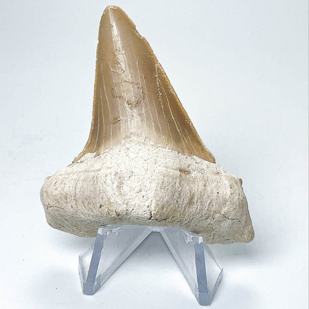 Fossilized Otodus/Lamna Shark Tooth Specimen-Rocks and Gems Canada