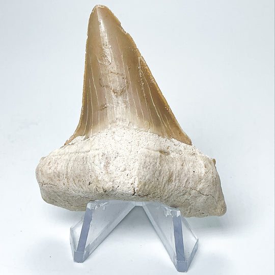 Fossilized Otodus/Lamna Shark Tooth Specimen-Rocks and Gems Canada