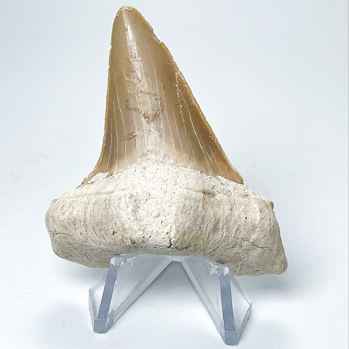 Fossilized Otodus/Lamna Shark Tooth Specimen-Rocks and Gems Canada