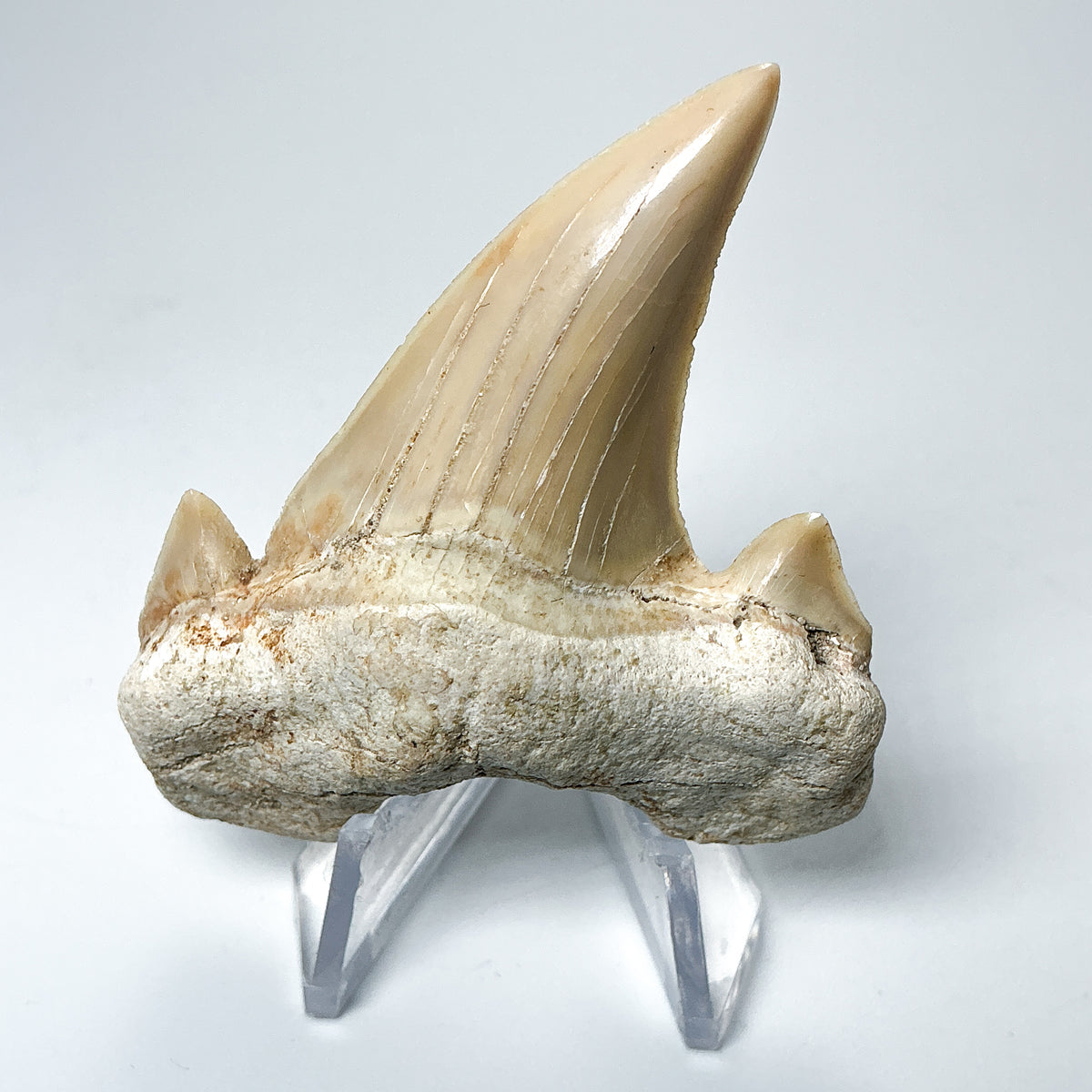 Fossilized Otodus/Lamna Shark Tooth Specimen-Rocks and Gems Canada