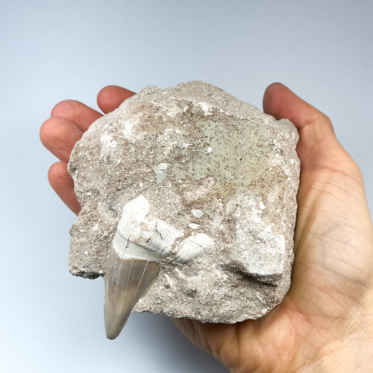 Fossilized Otodus/Lamna Shark Tooth Specimen in Matrix-Rocks and Gems Canada
