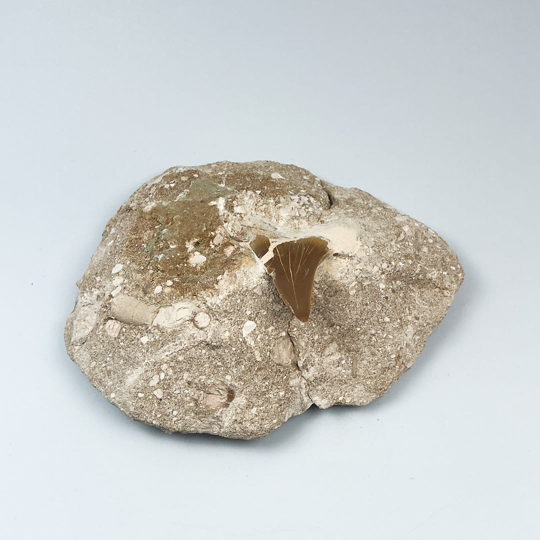 Fossilized Otodus/Lamna Shark Tooth Specimen in Matrix-Rocks and Gems Canada