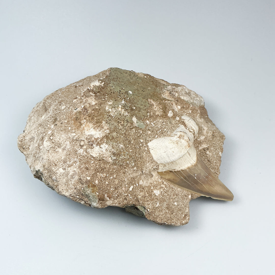 Fossilized Otodus/Lamna Shark Tooth Specimen in Matrix-Rocks and Gems Canada