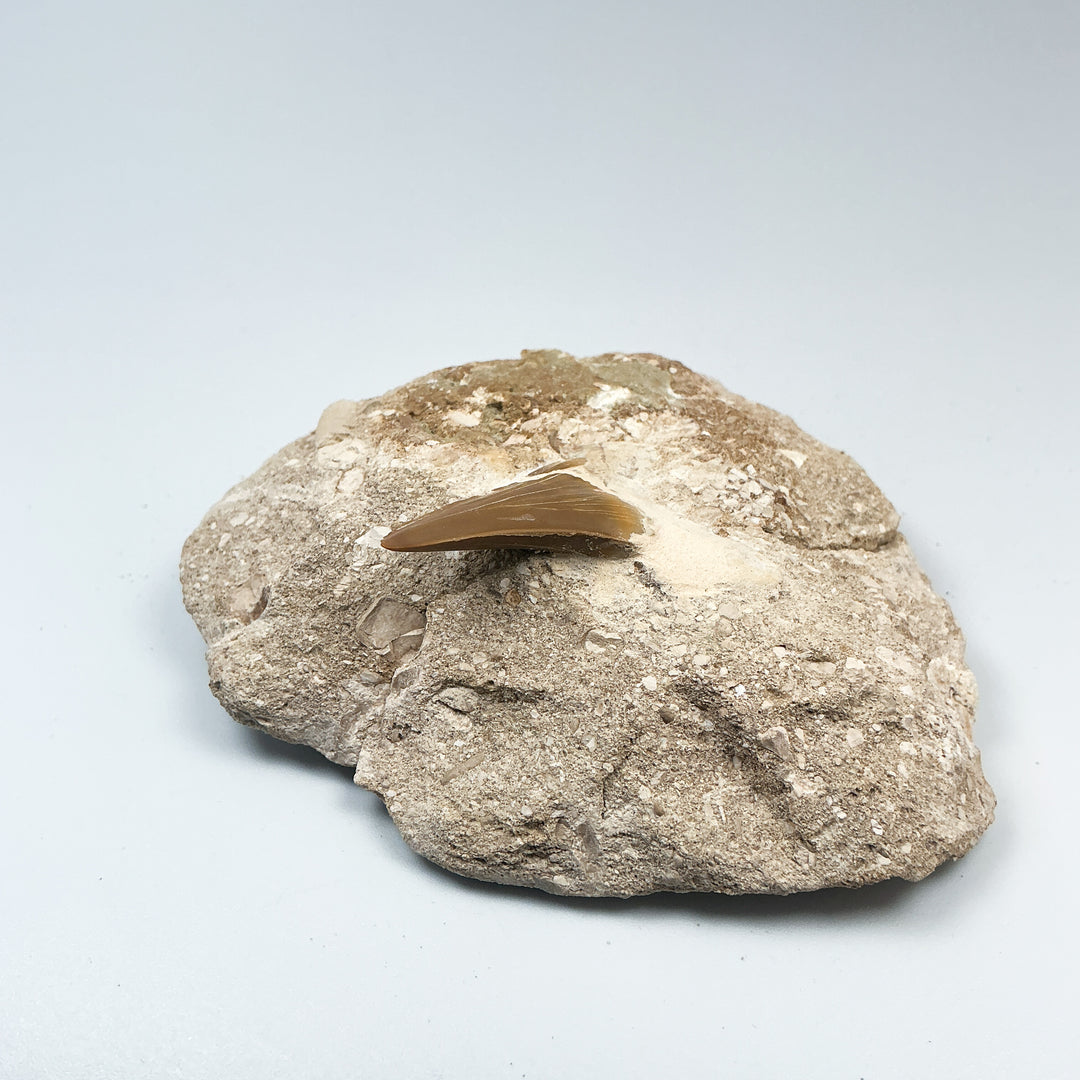Fossilized Otodus/Lamna Shark Tooth Specimen in Matrix-Rocks and Gems Canada