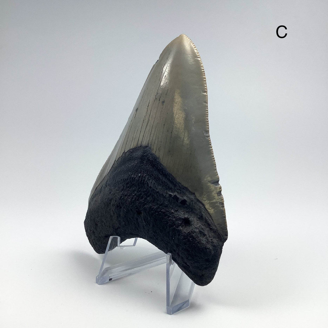 Fossilized Shark Tooth Specimen: Carcharodon Megalodon-Rocks and Gems Canada