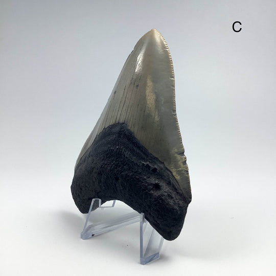 Fossilized Shark Tooth Specimen: Carcharodon Megalodon-Rocks and Gems Canada