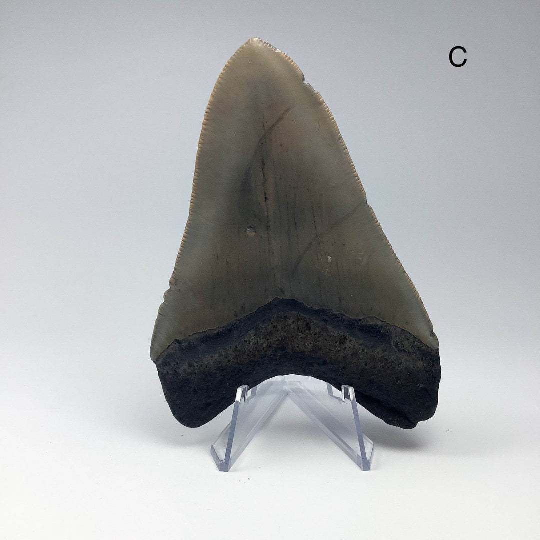 Fossilized Shark Tooth Specimen: Carcharodon Megalodon-Rocks and Gems Canada
