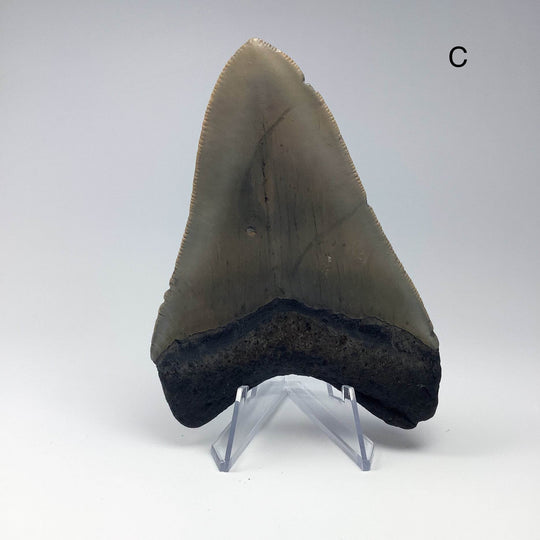 Fossilized Shark Tooth Specimen: Carcharodon Megalodon-Rocks and Gems Canada