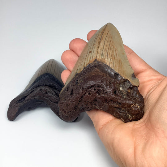 Fossilized Shark Tooth Specimen: Carcharodon Megalodon-Rocks and Gems Canada