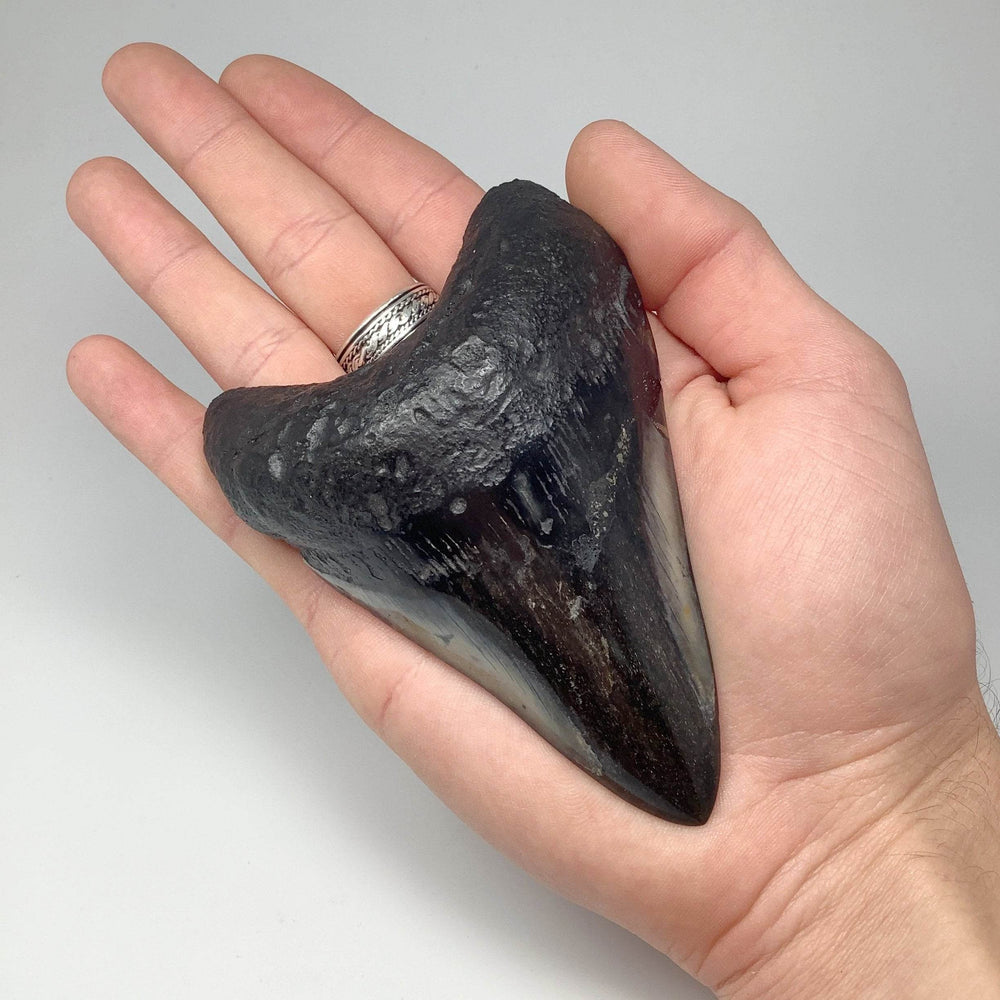 Fossilized Shark Tooth Specimen: Carcharodon Megalodon-Rocks and Gems Canada