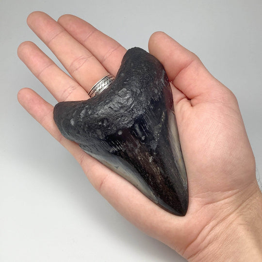 Fossilized Shark Tooth Specimen: Carcharodon Megalodon-Rocks and Gems Canada