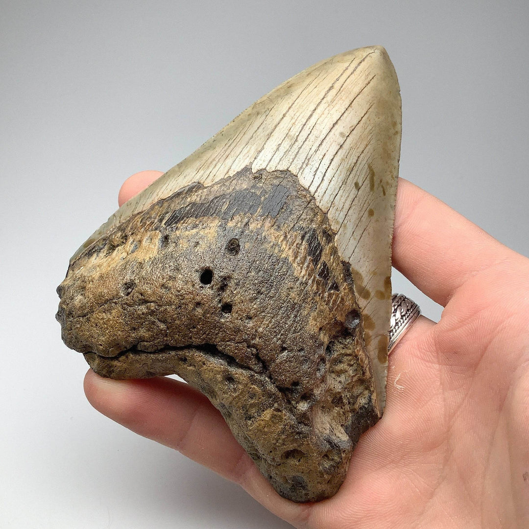 Fossilized Shark Tooth Specimen: Carcharodon Megalodon-Rocks and Gems Canada