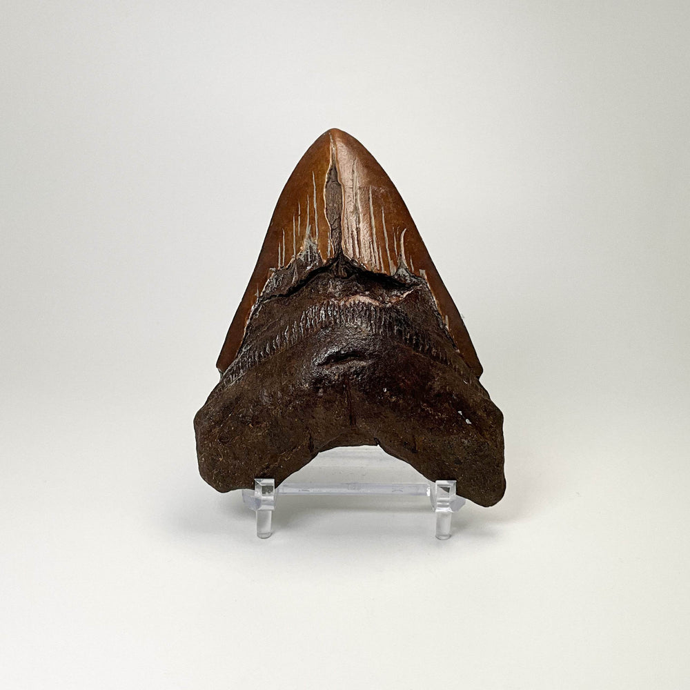 Fossilized Shark Tooth Specimen: Carcharodon Megalodon-Rocks and Gems Canada