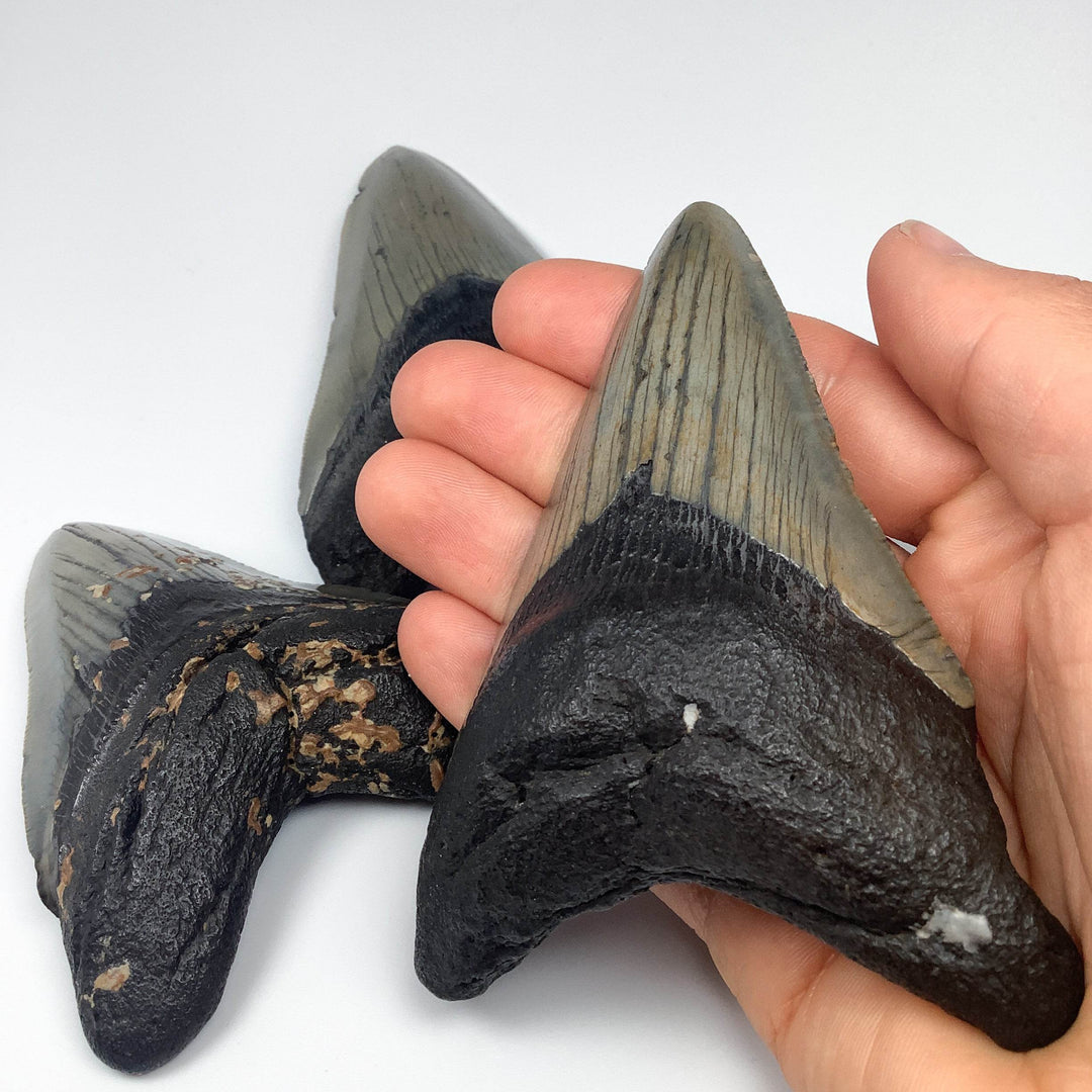 Fossilized Shark Tooth Specimen: Carcharodon Megalodon-Rocks and Gems Canada